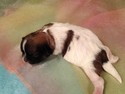 Male Parti colored Teddy Bear puppy for sale #6 Ready Dec. 2012|Breeder for Minnesota and Iowa